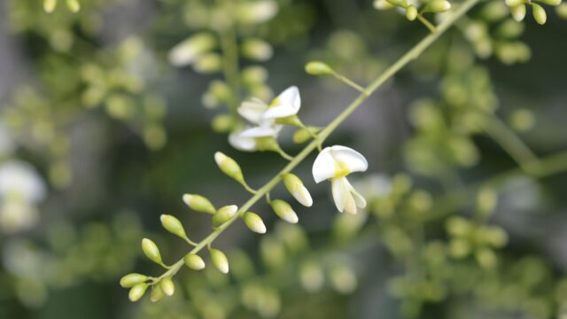 αGルチン（Glucosyl Rutin）