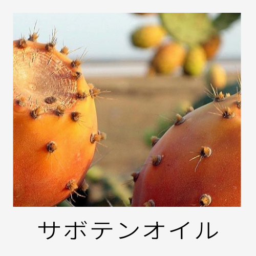 サボテンオイル